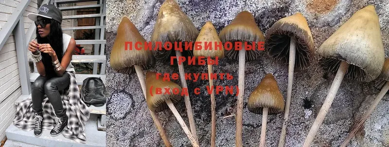 Псилоцибиновые грибы Psilocybe  MEGA   Заринск 